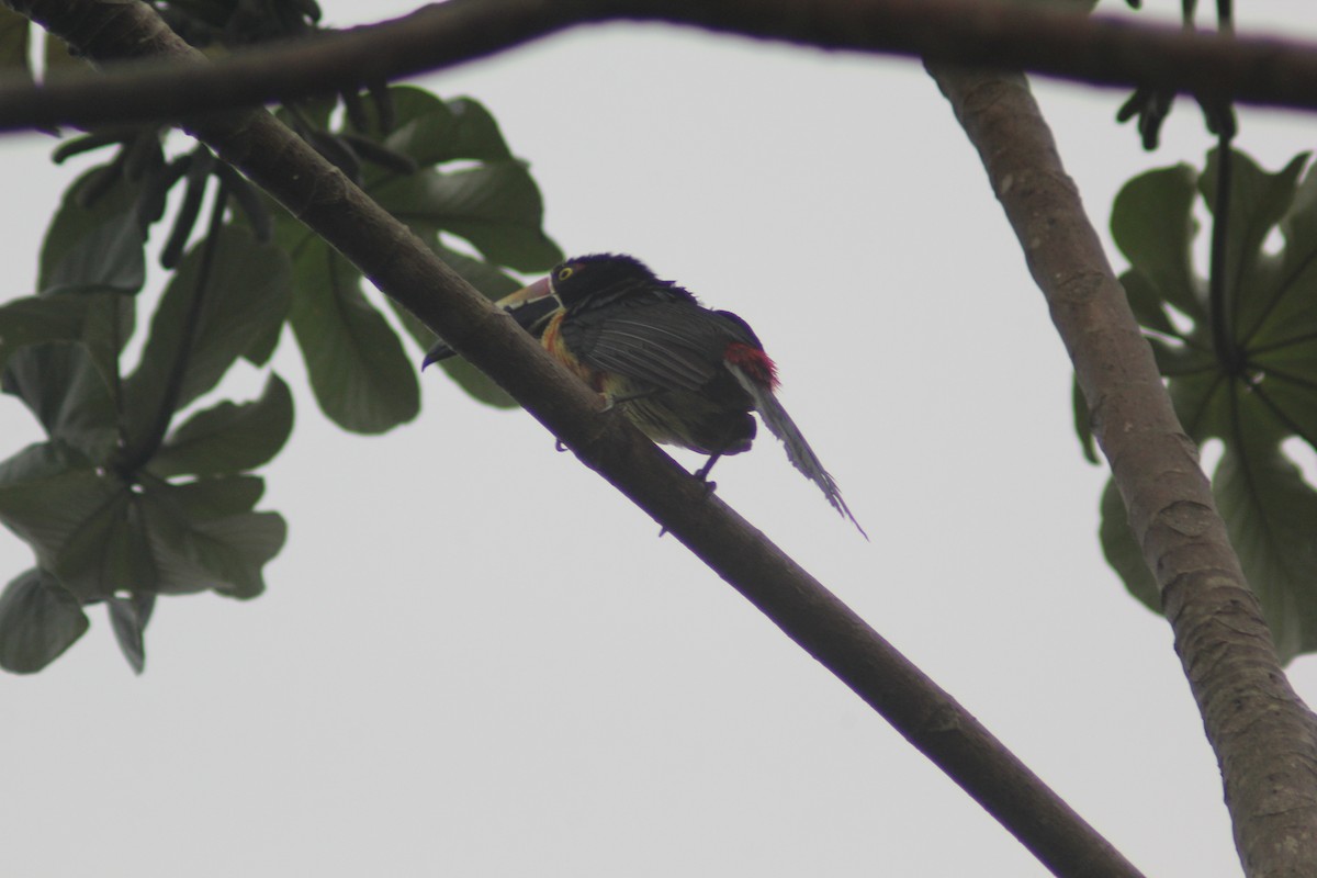 Collared Aracari - ML620621874