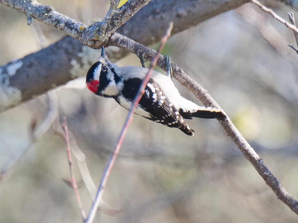 Downy Woodpecker (Pacific) - ML620621875