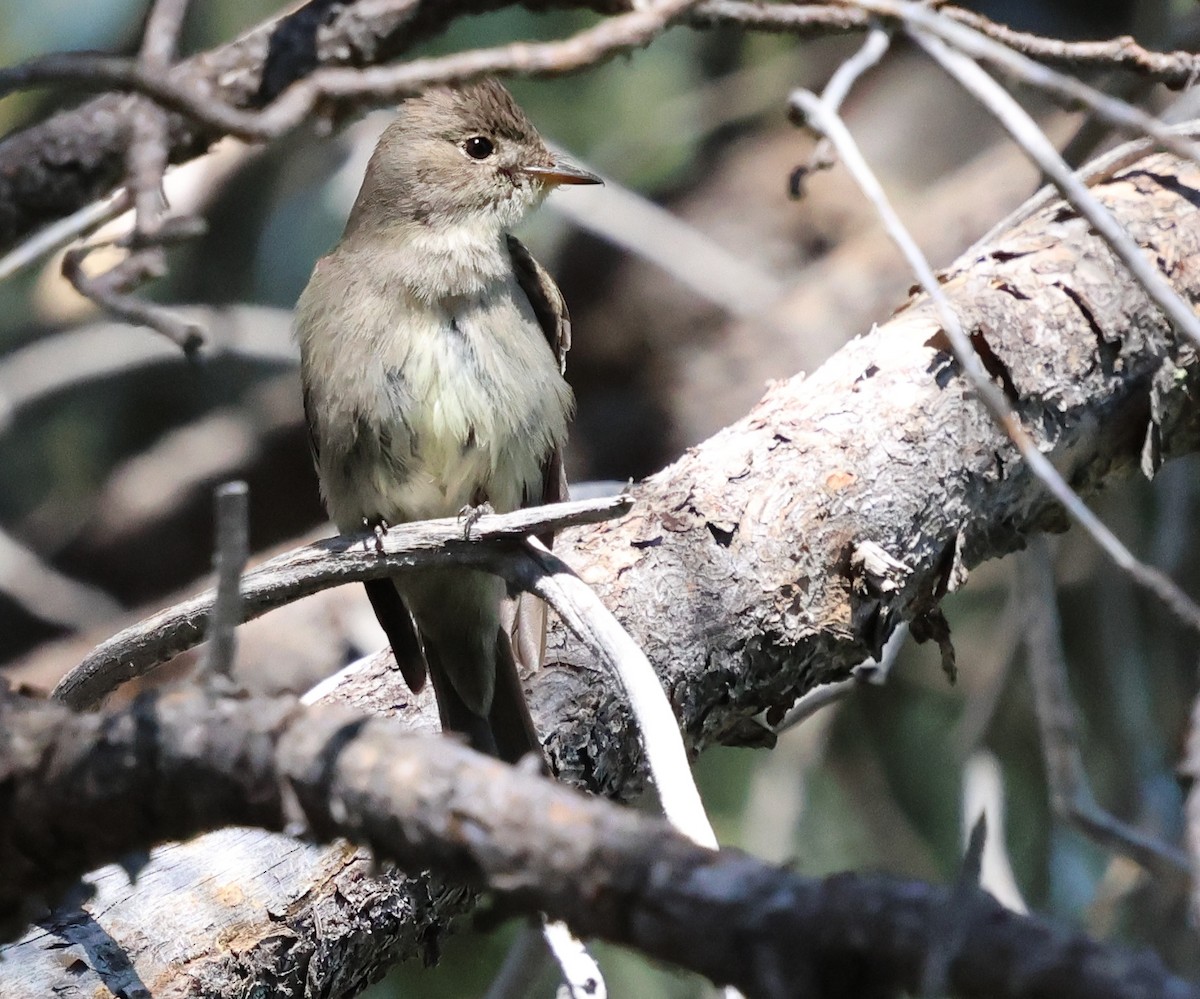 Western Wood-Pewee - Sally Veach