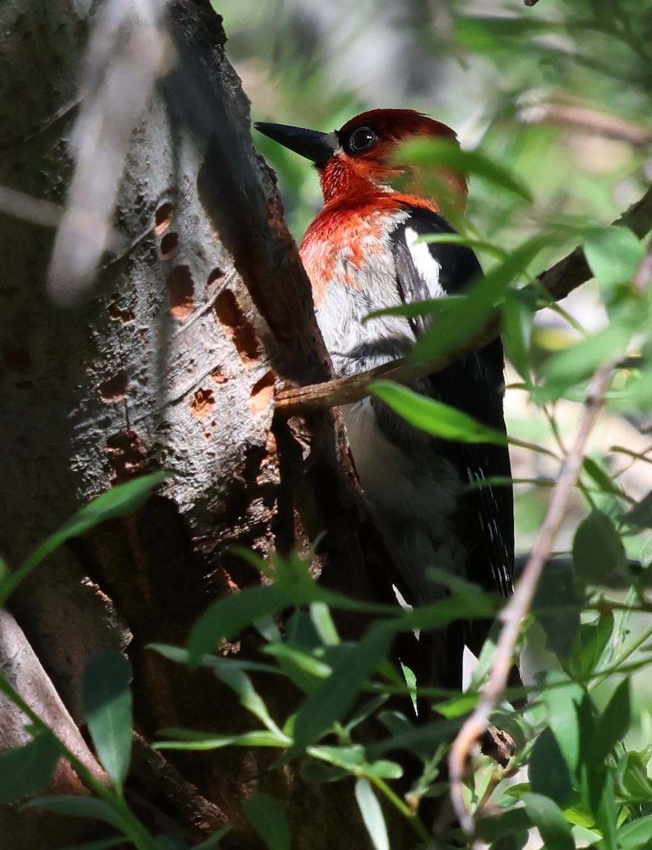 Red-breasted Sapsucker - ML620621878