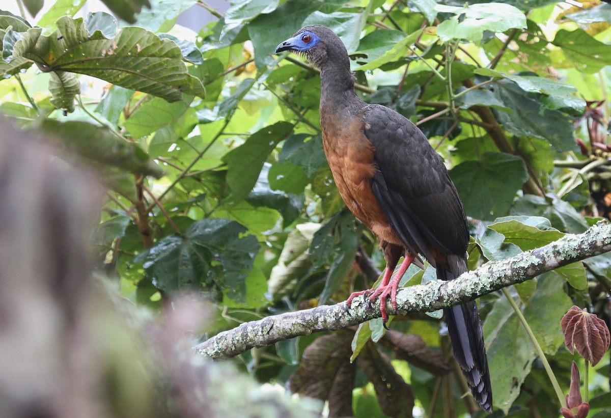 Sickle-winged Guan - ML620621879