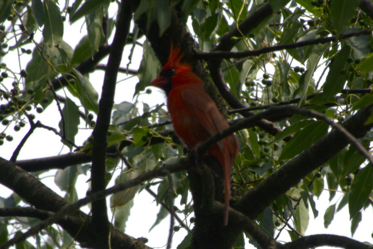 Cardinal rouge - ML620621880