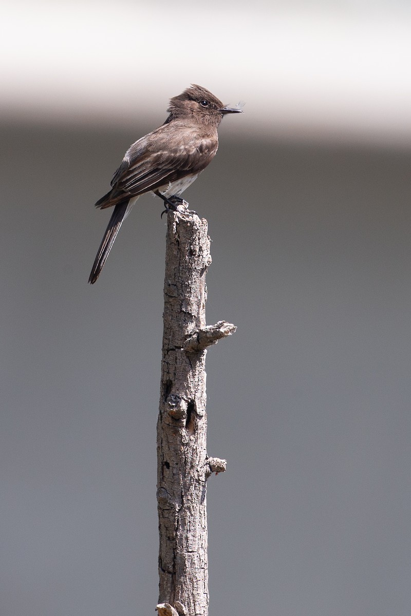 Black Phoebe - ML620621882