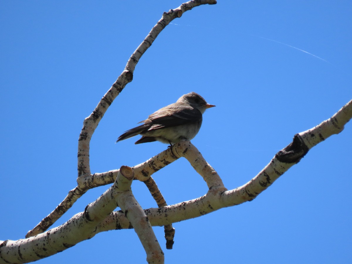 Western Wood-Pewee - ML620621883