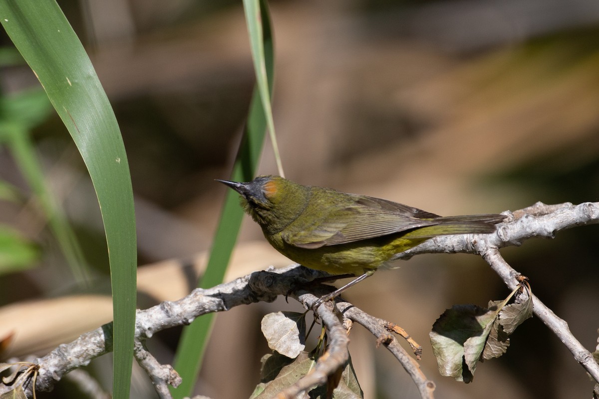 Orange-crowned Warbler (lutescens) - Chris Wood