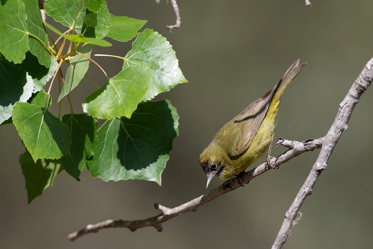 Orange-crowned Warbler (lutescens) - ML620621886