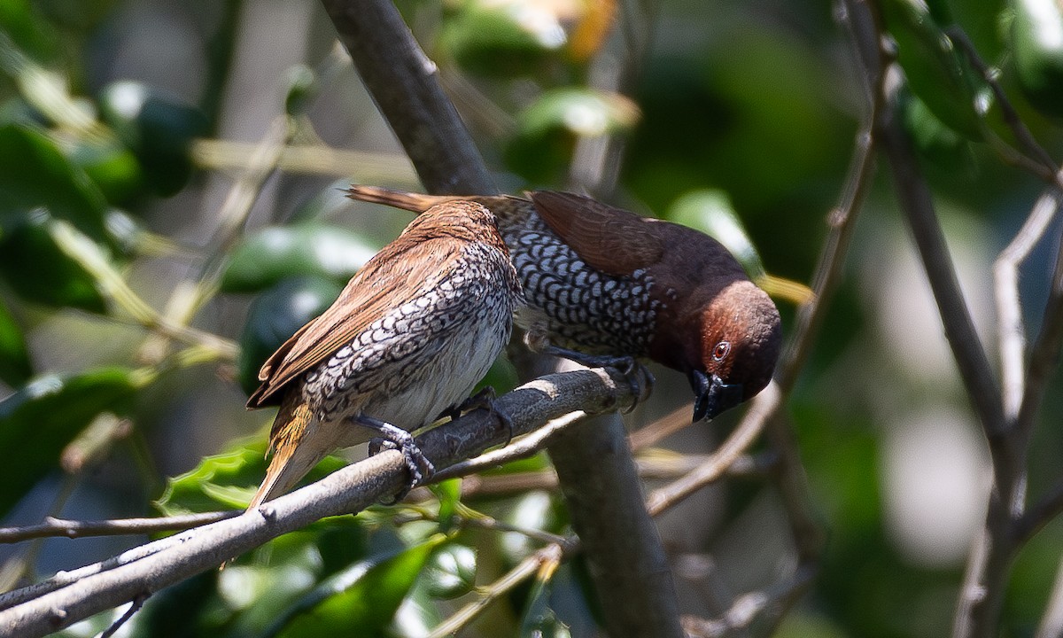 Scaly-breasted Munia - ML620621888