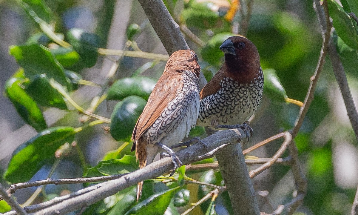 Scaly-breasted Munia - ML620621890