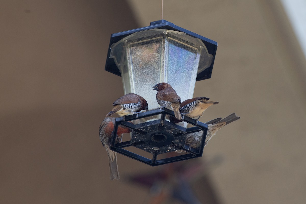 Scaly-breasted Munia - ML620621891