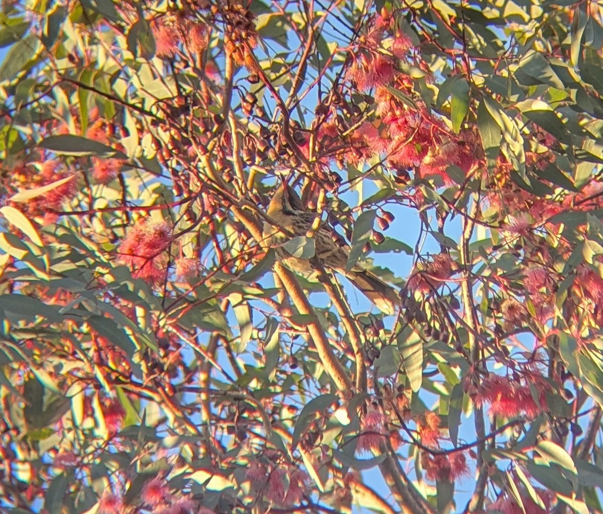 Spiny-cheeked Honeyeater - ML620621892