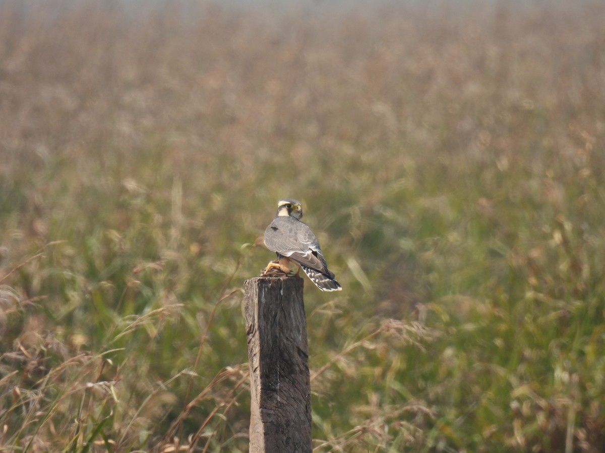 Aplomado Falcon - ML620621894