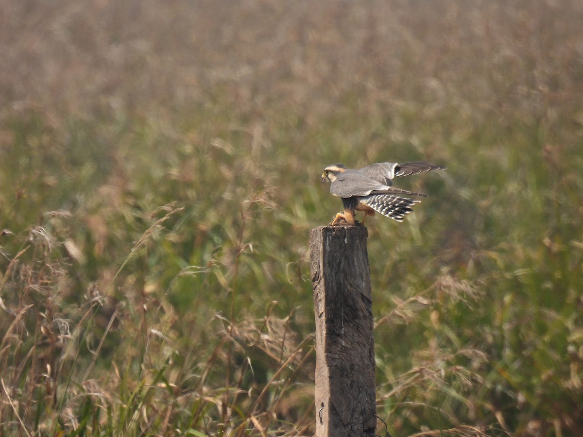 Aplomado Falcon - ML620621896