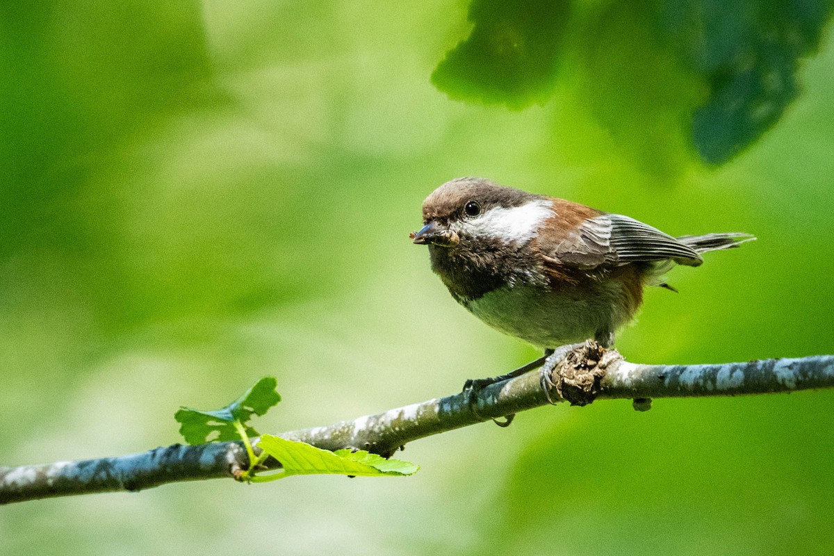 Mésange à dos marron - ML620621899