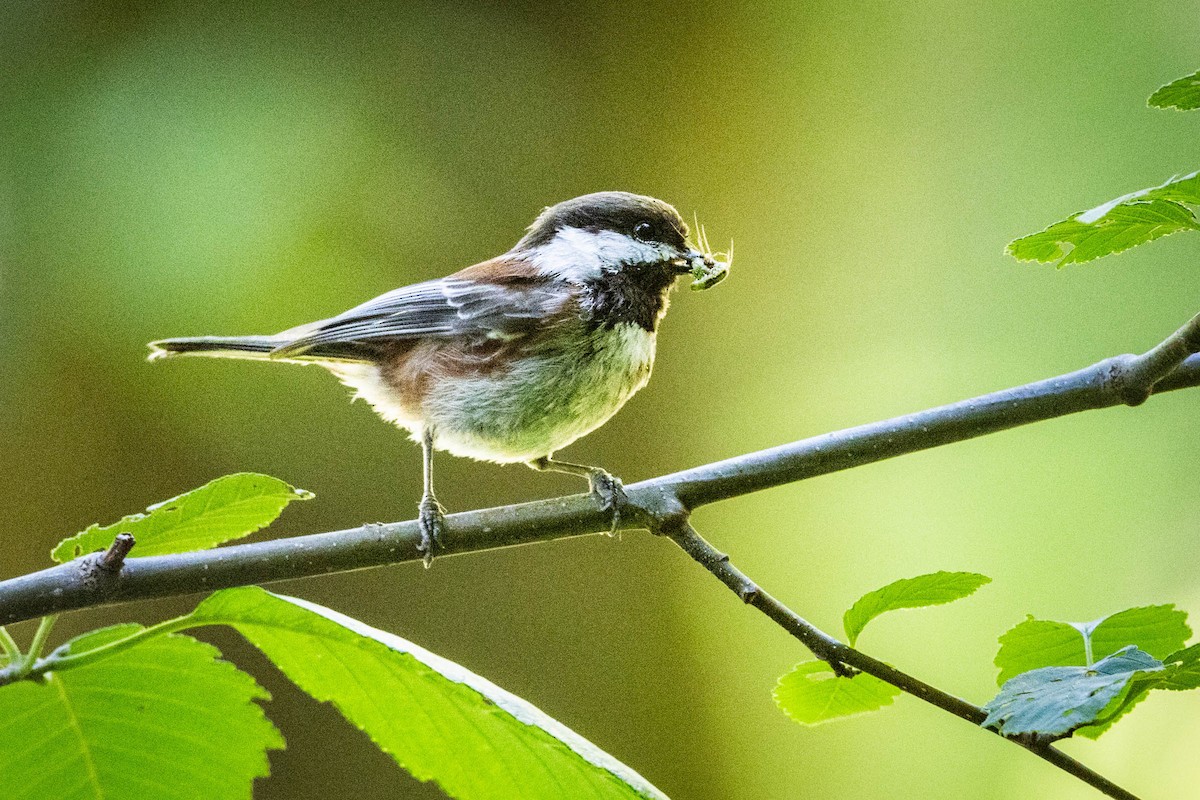 Mésange à dos marron - ML620621900