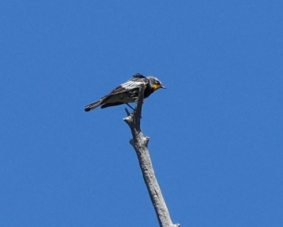 Yellow-rumped Warbler - ML620621903