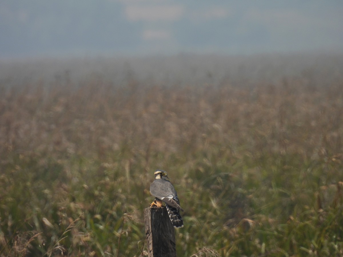 Aplomado Falcon - ML620621908