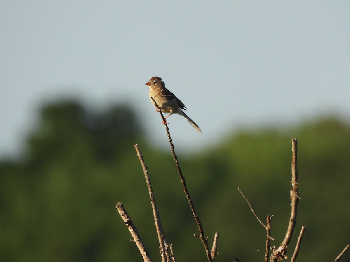 Field Sparrow - ML620621912