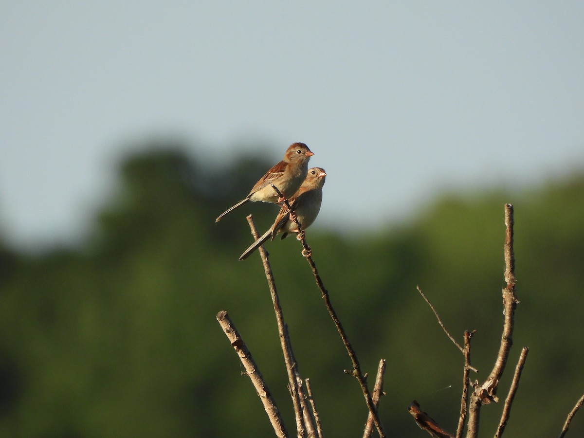 Field Sparrow - ML620621913