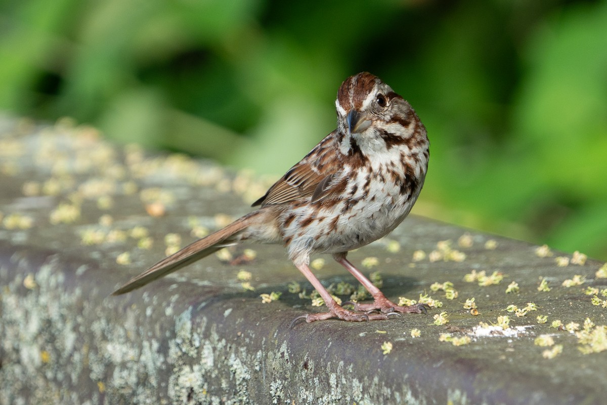 Song Sparrow - ML620621916