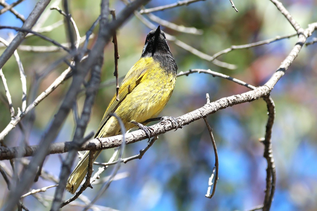 White-eared Honeyeater - ML620621919