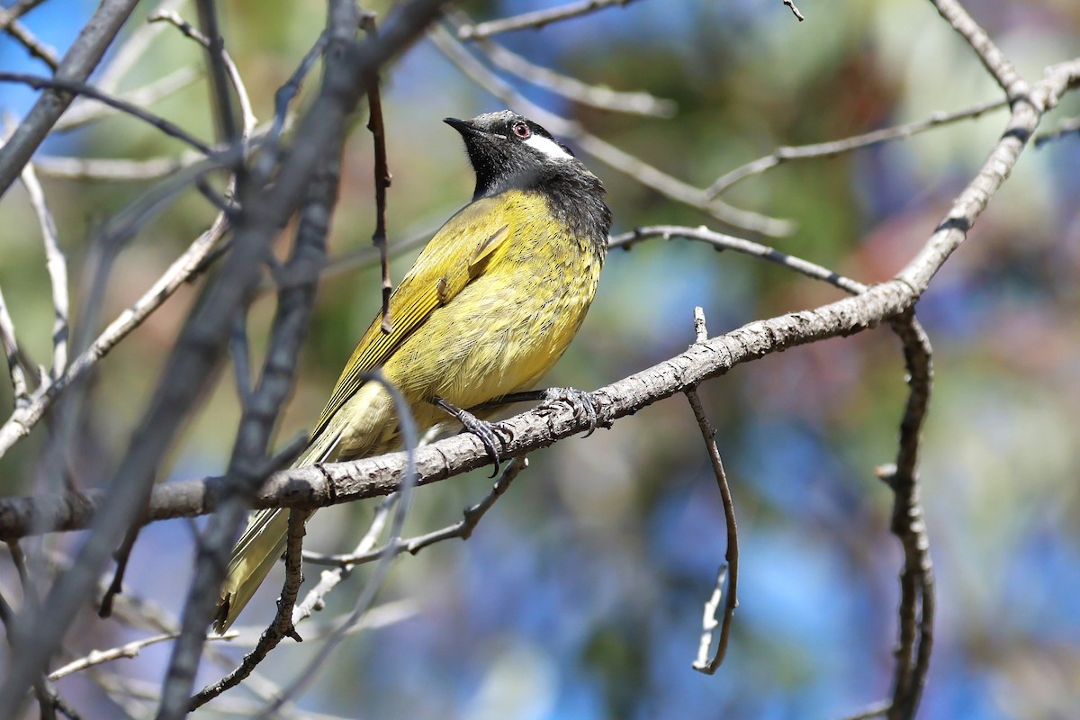 White-eared Honeyeater - ML620621920