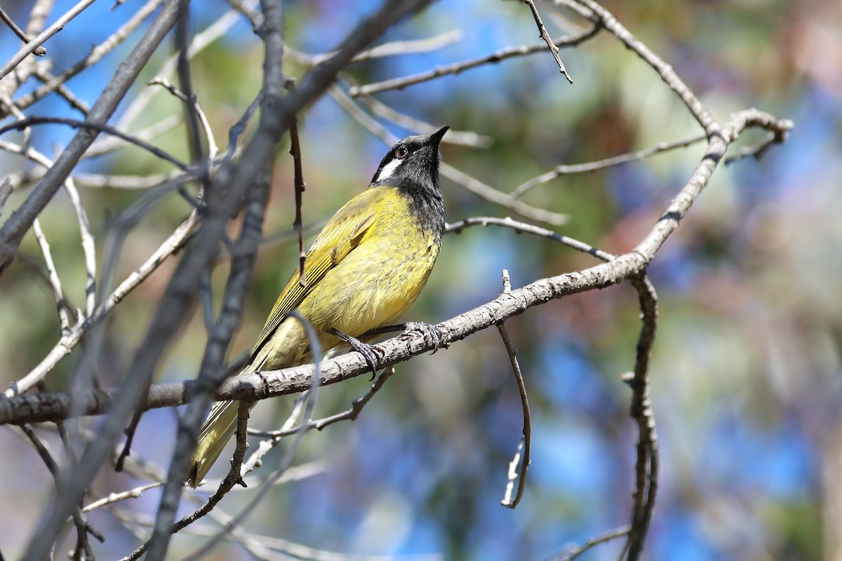 White-eared Honeyeater - ML620621921