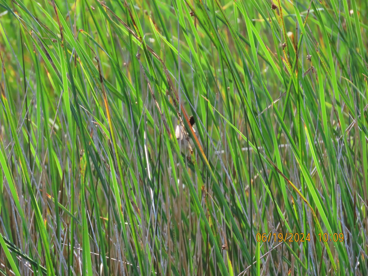 Marsh Wren - ML620621923