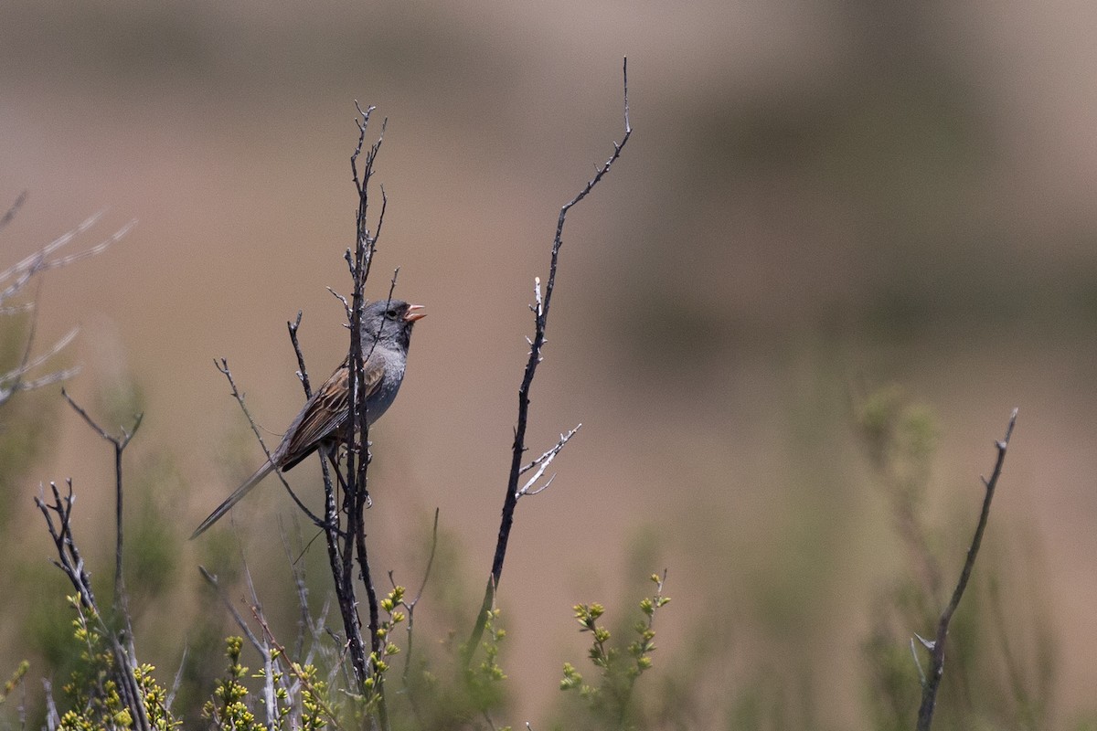 Black-chinned Sparrow - ML620621924