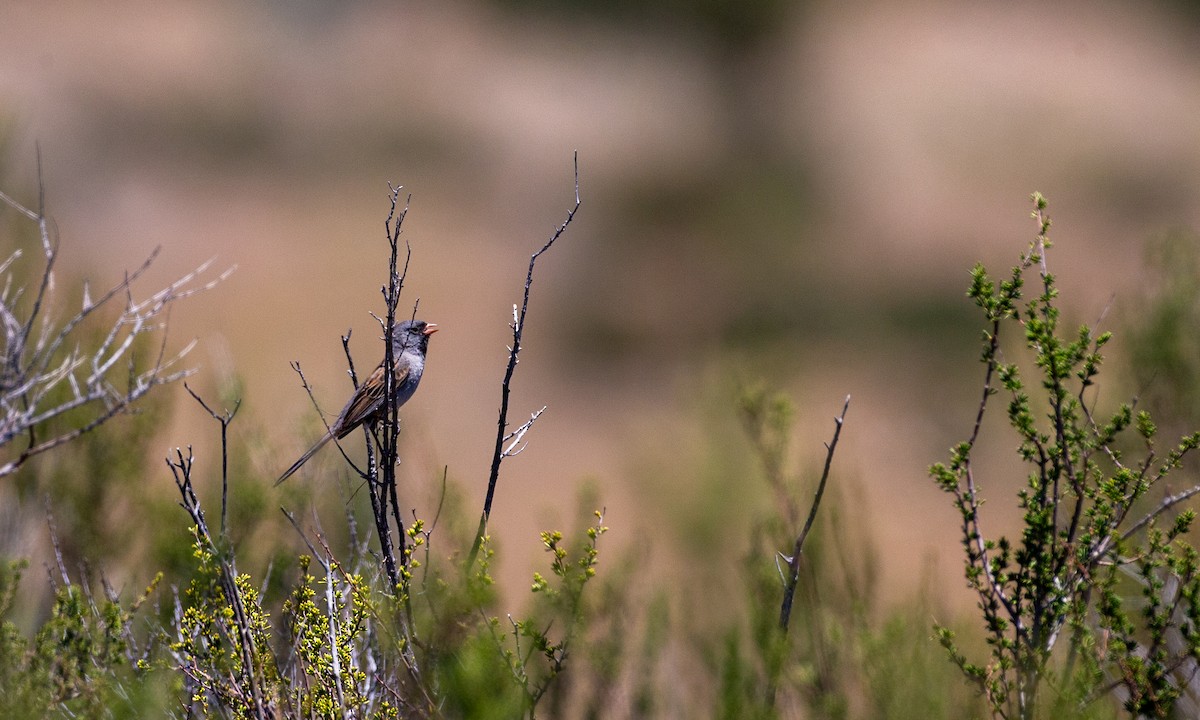 Black-chinned Sparrow - ML620621926