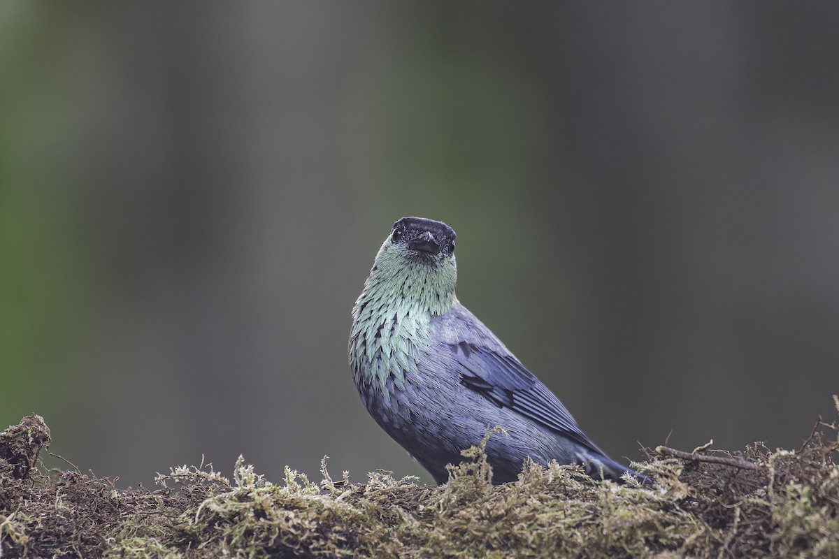 Black-capped Tanager - ML620621927