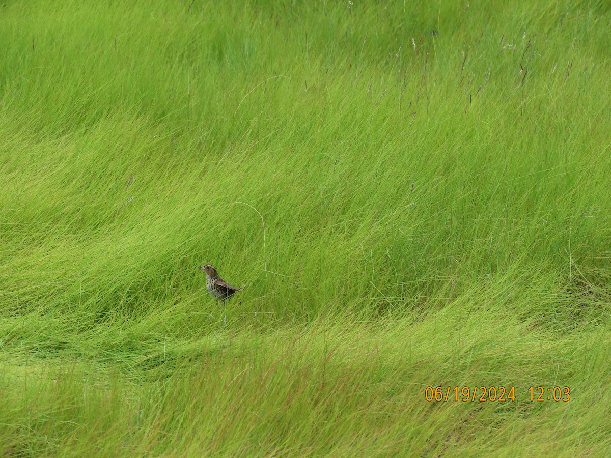 Saltmarsh Sparrow - ML620621930