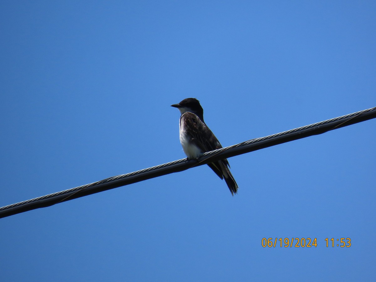 Eastern Kingbird - ML620621933