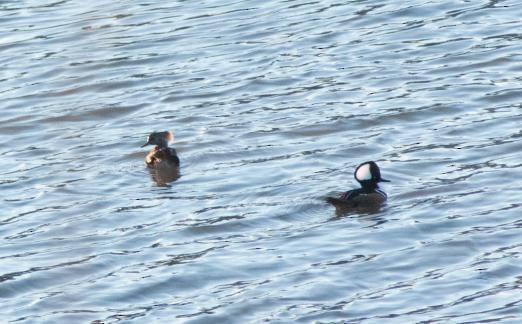 Hooded Merganser - ML620621935