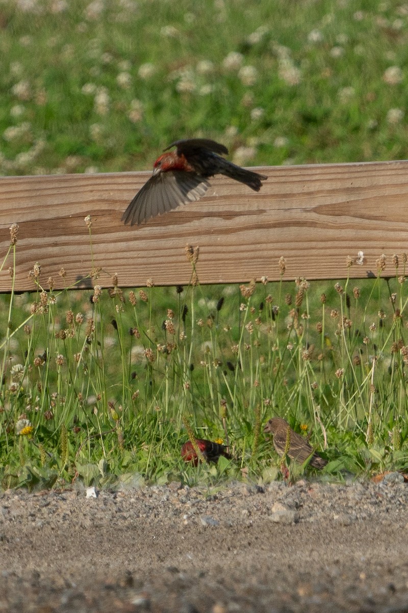 House Finch - ML620621936