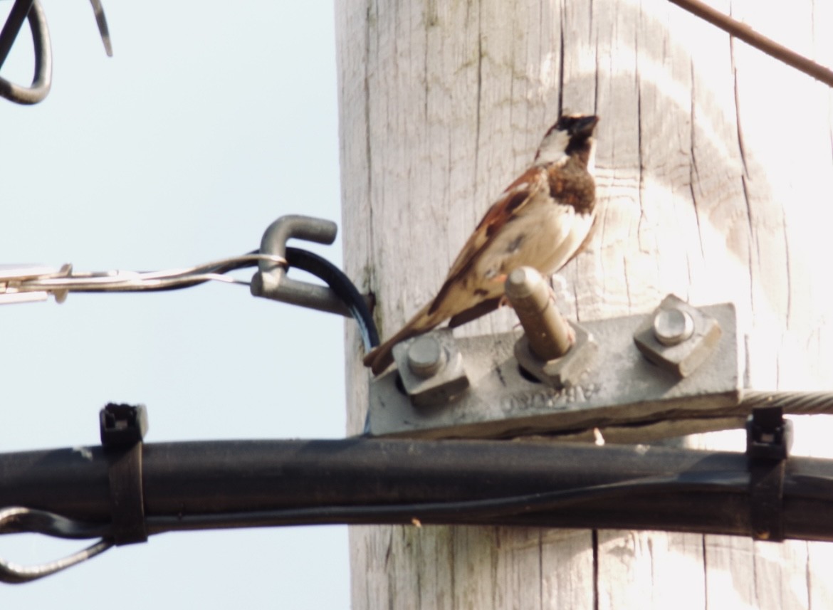 Moineau domestique - ML620621939