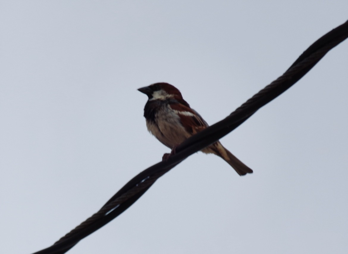 House Sparrow - ML620621940