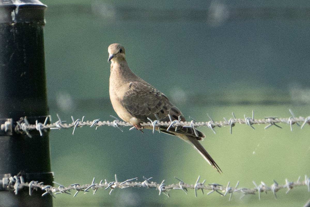 Mourning Dove - ML620621941