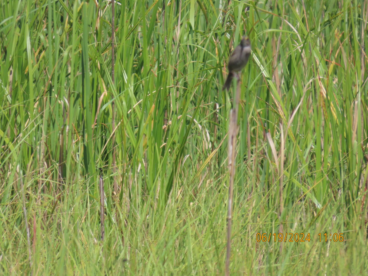 Seaside Sparrow - ML620621943