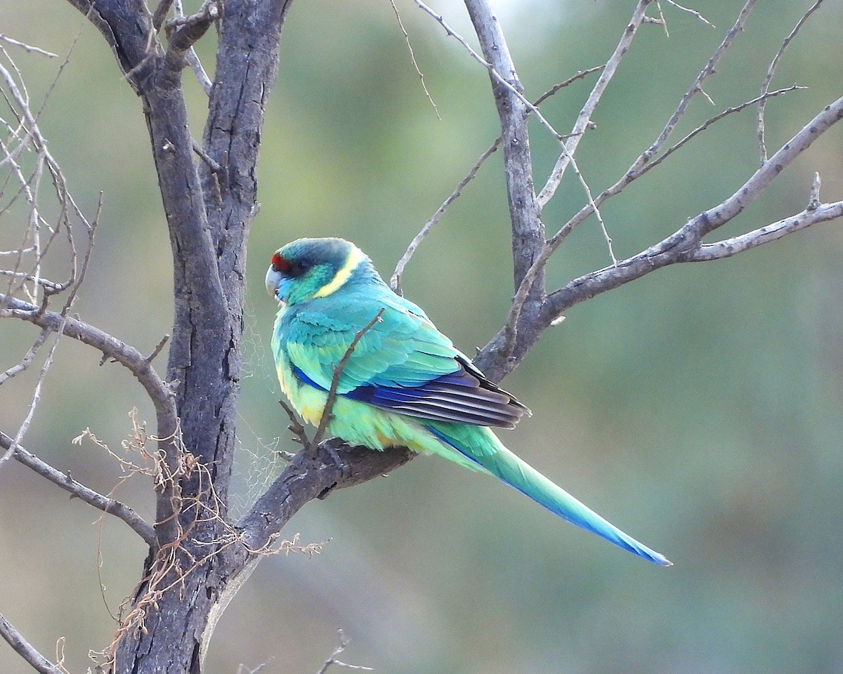 Perico de Port Lincoln - ML620621945