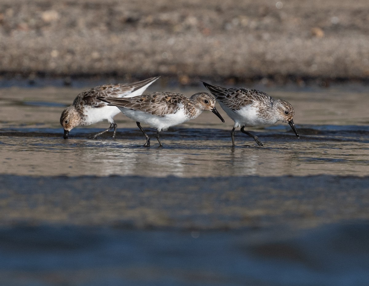 Sanderling - Tom Warren