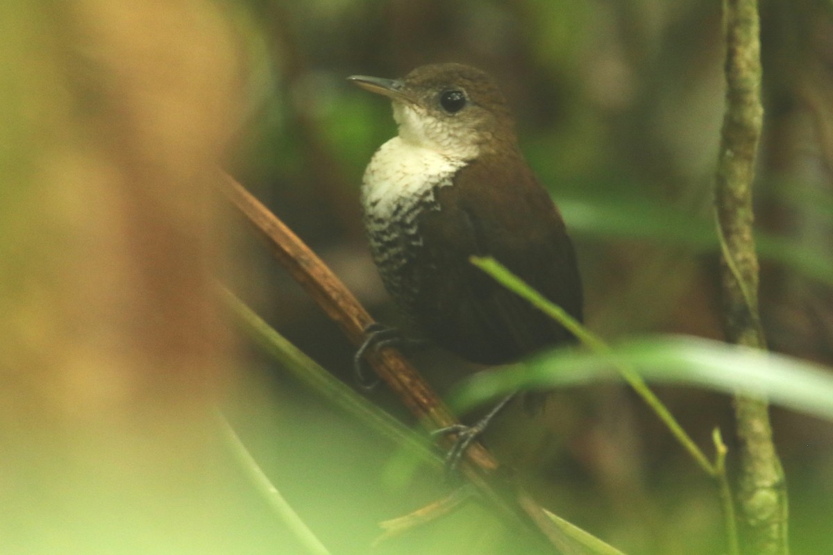 Scaly-breasted Wren - ML620621949
