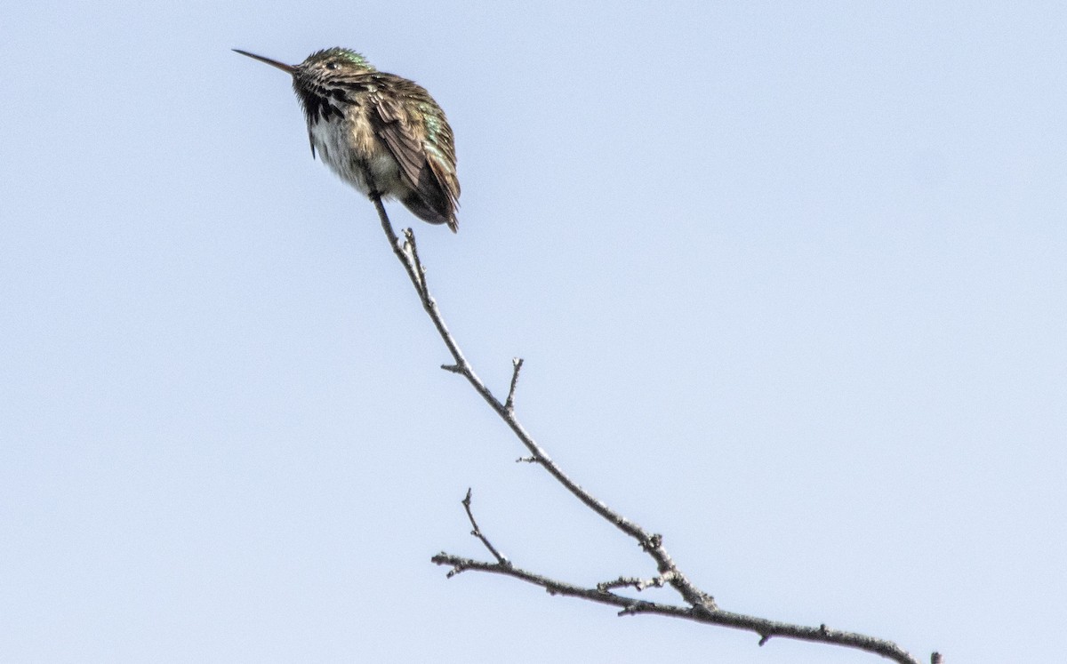 Calliope Hummingbird - ML620621952