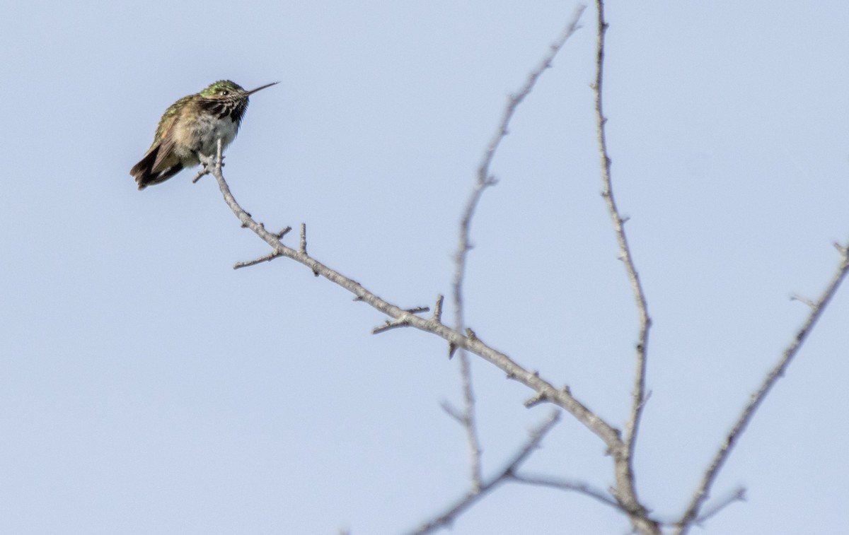 Calliope Hummingbird - ML620621953