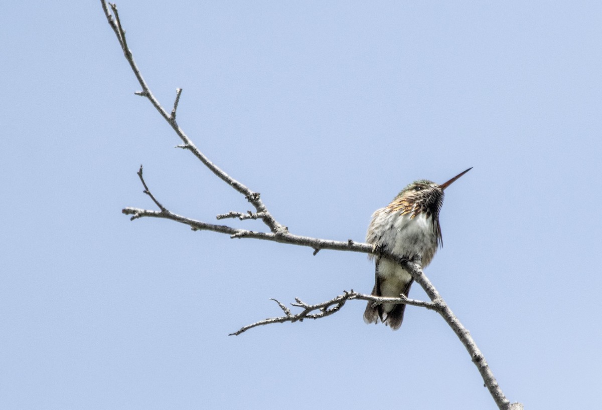 Colibrí Calíope - ML620621954