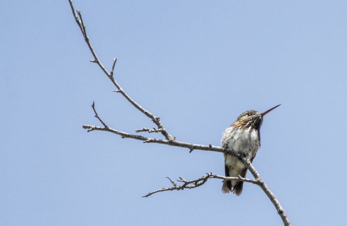 Calliope Hummingbird - ML620621955
