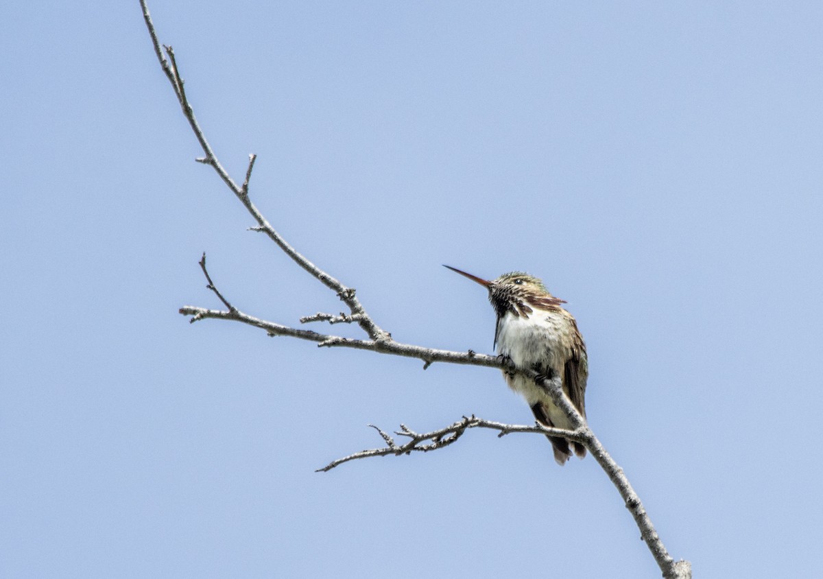 Colibrí Calíope - ML620621957