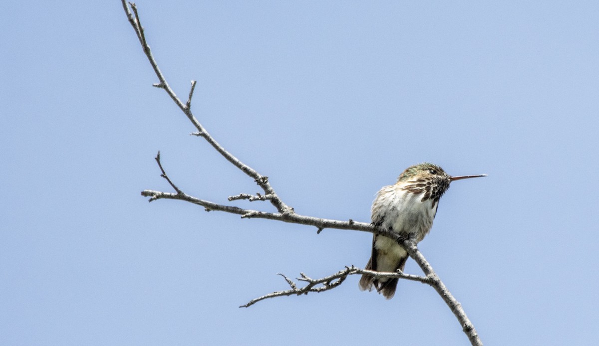 Calliope Hummingbird - ML620621958