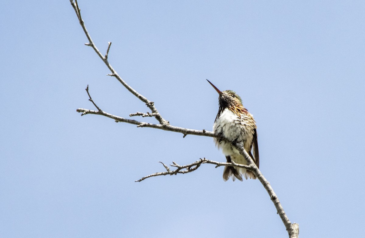 Calliope Hummingbird - ML620621959