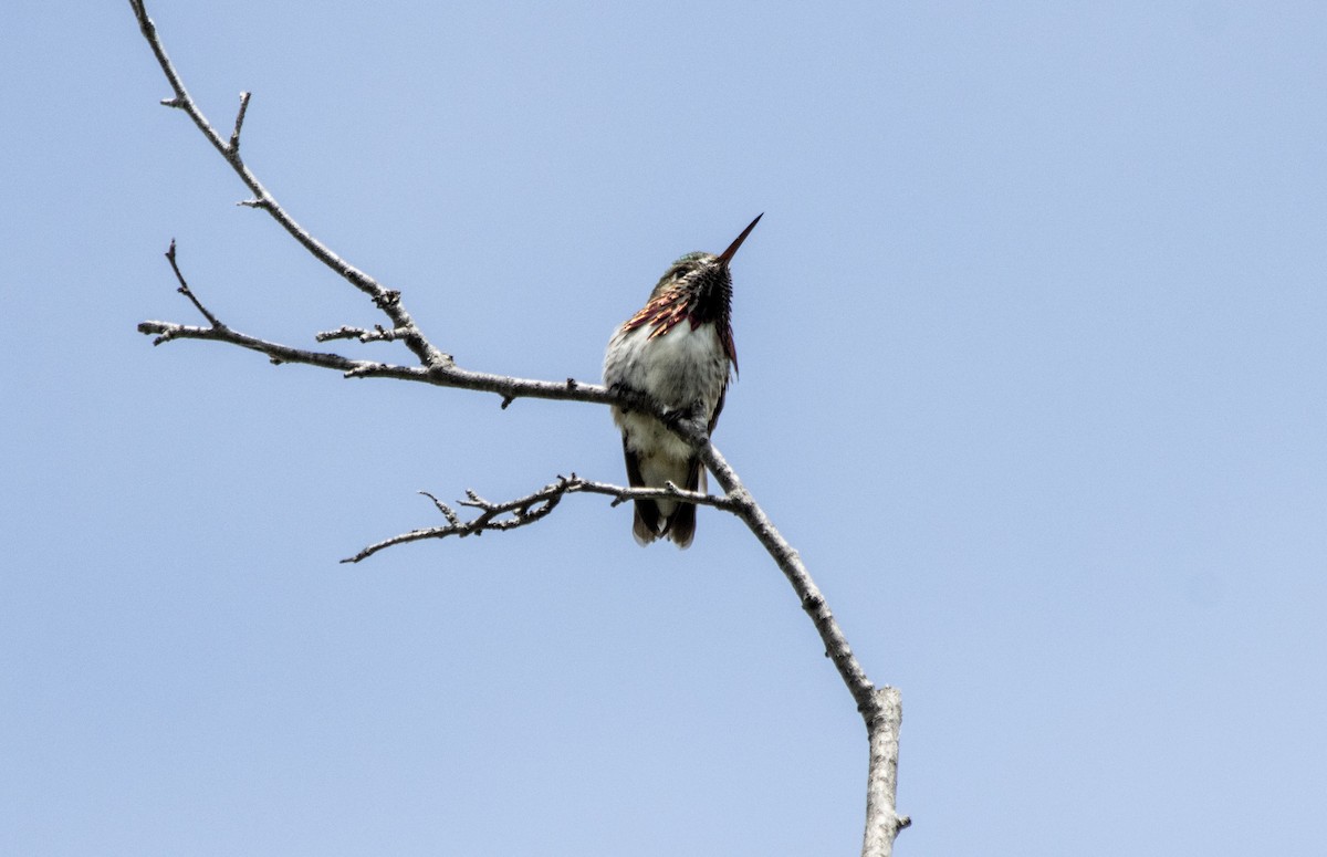 Calliope Hummingbird - ML620621960