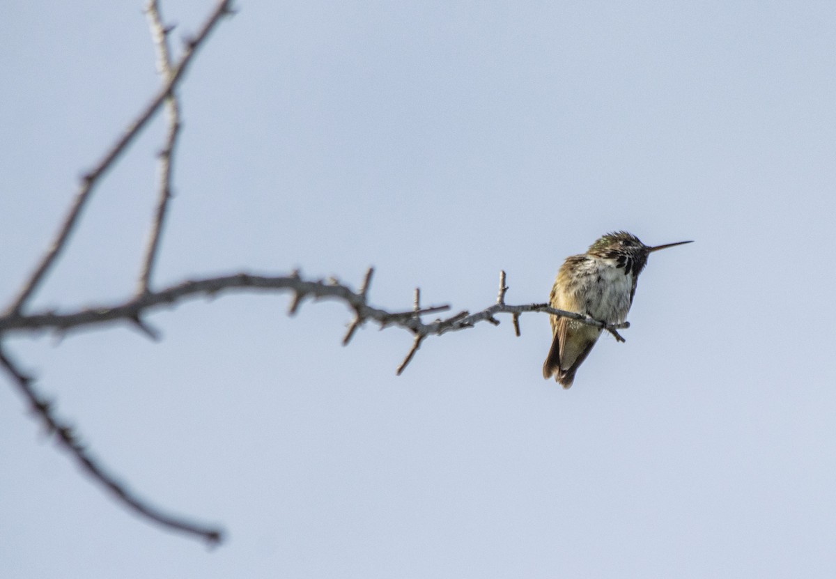 Calliope Hummingbird - ML620621961